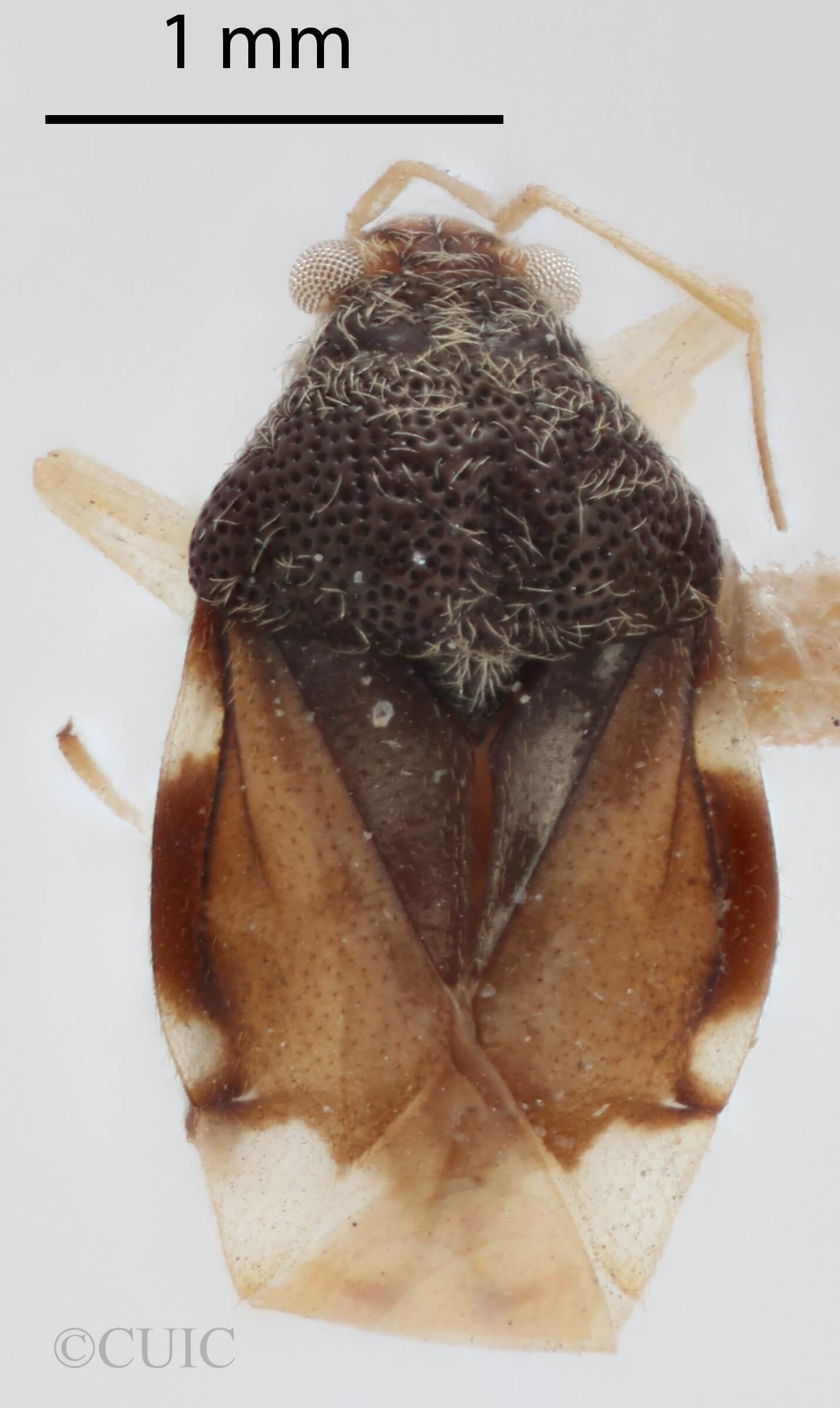 dorsal view of adult Pycnoderes quadrimaculatus