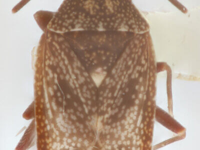 dorsal view of adult Peritropis husseyi