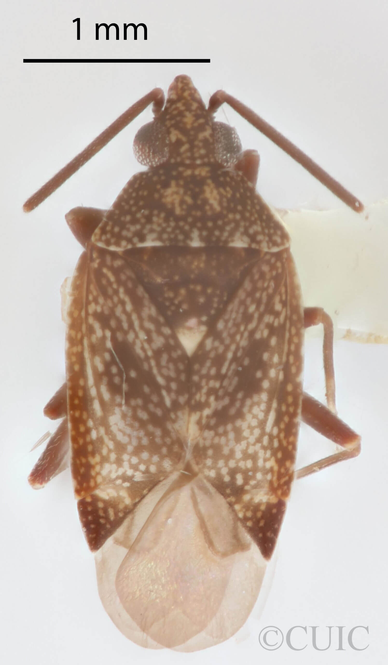 dorsal view of adult Peritropis husseyi
