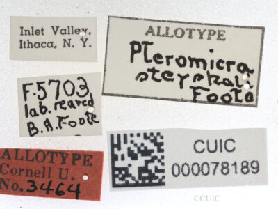 label view of adult Pteromicra steyskaliFoote, 1959