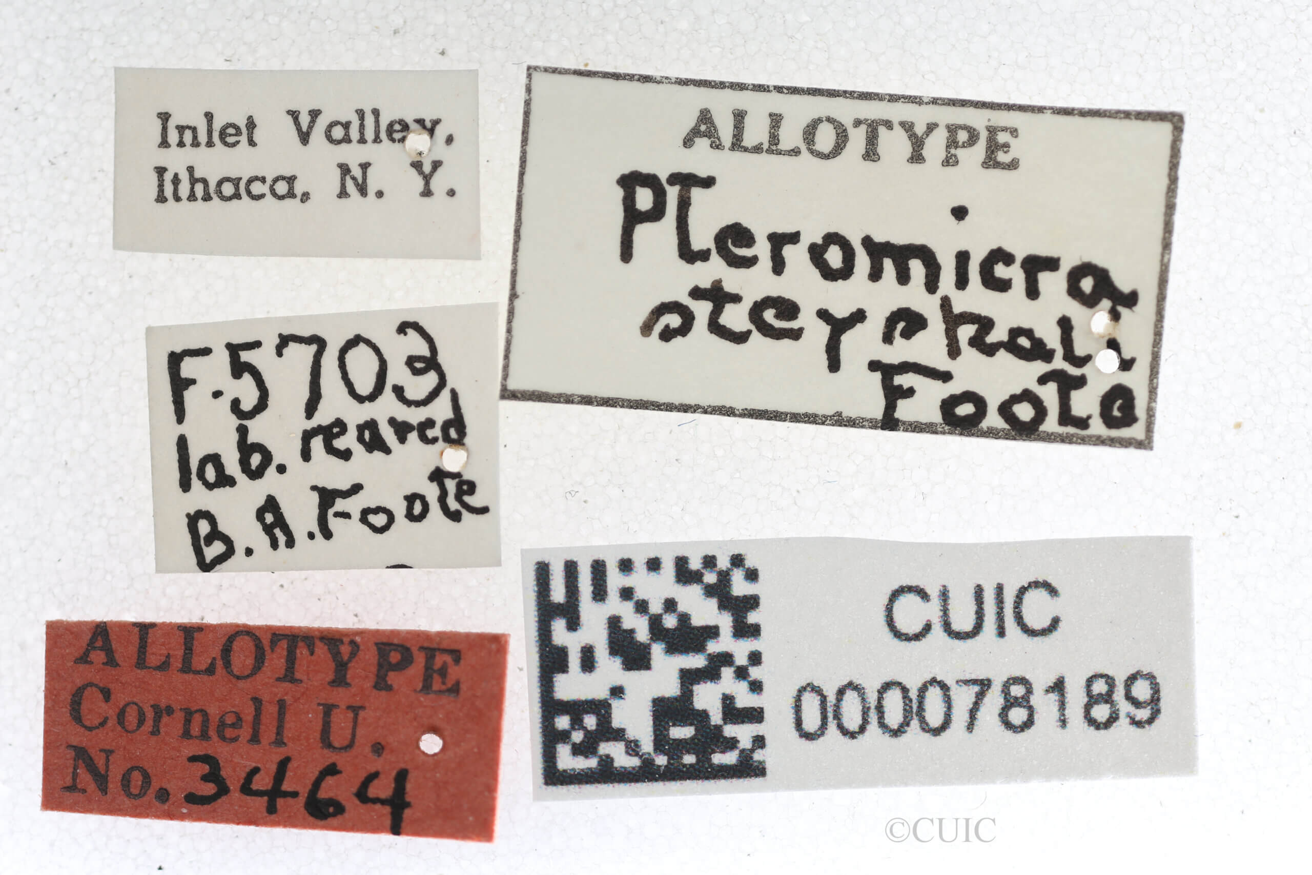 label view of adult Pteromicra steyskaliFoote, 1959