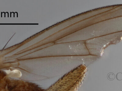 lateral view of adult Pteromicra steyskaliFoote, 1959