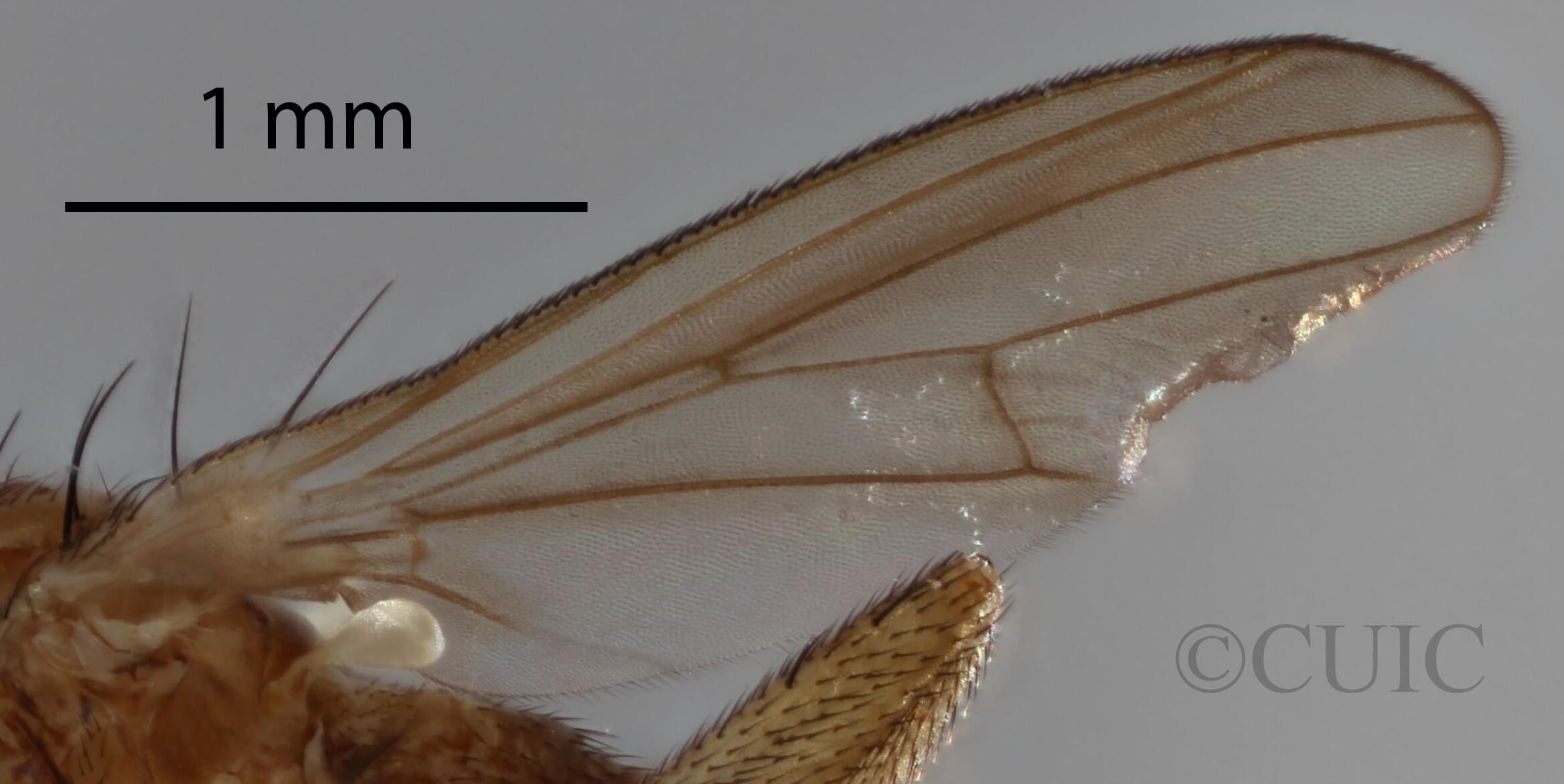 lateral view of adult Pteromicra steyskaliFoote, 1959