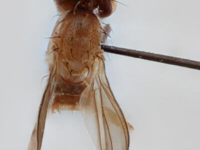 dorsal view of adult Pteromicra steyskaliFoote, 1959