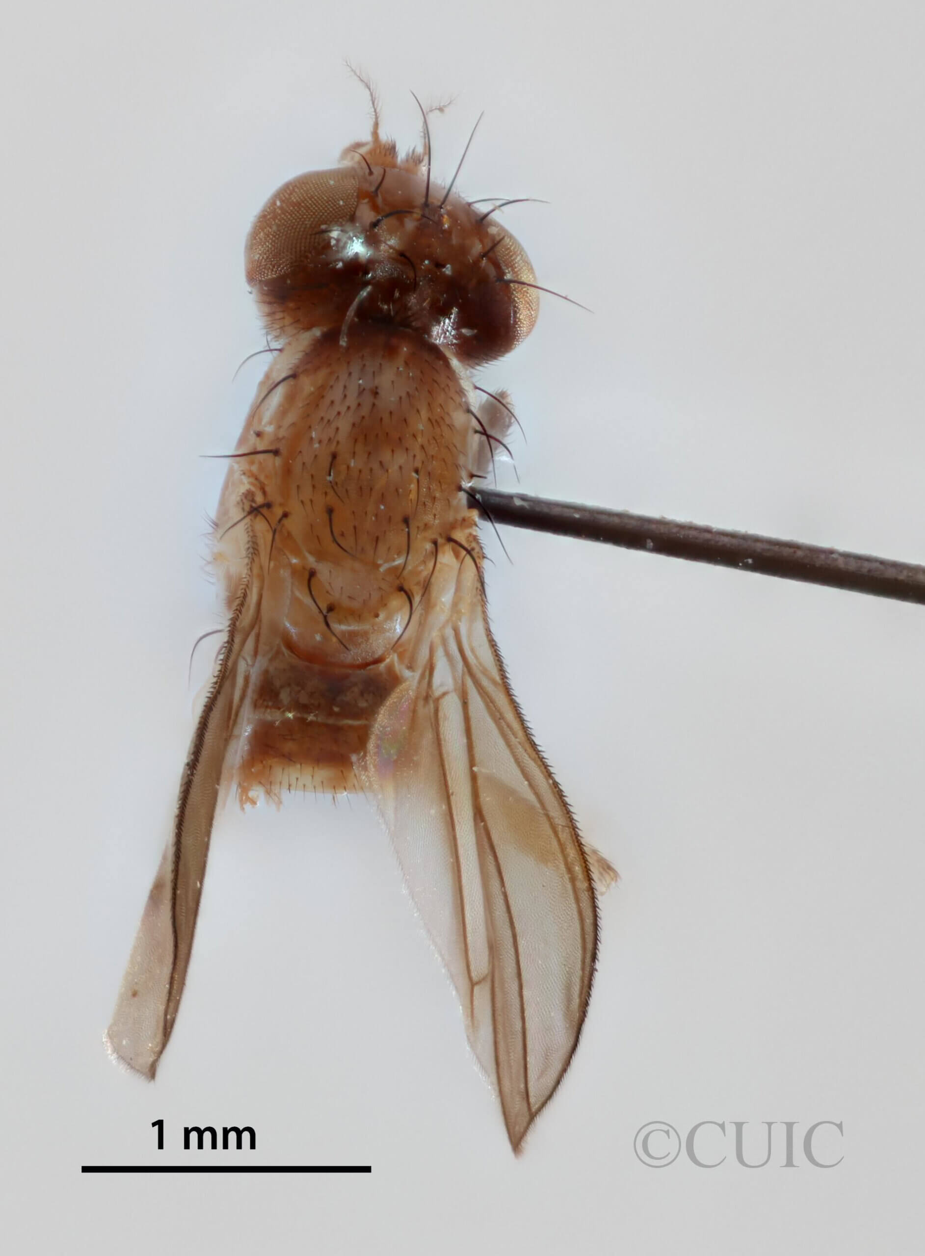 dorsal view of adult Pteromicra steyskaliFoote, 1959