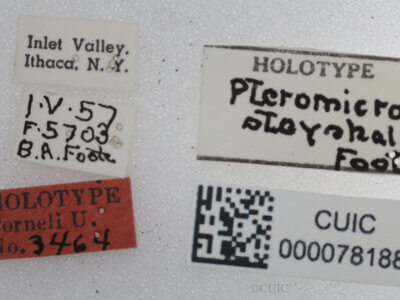 label view of adult Pteromicra steyskaliFoote, 1959