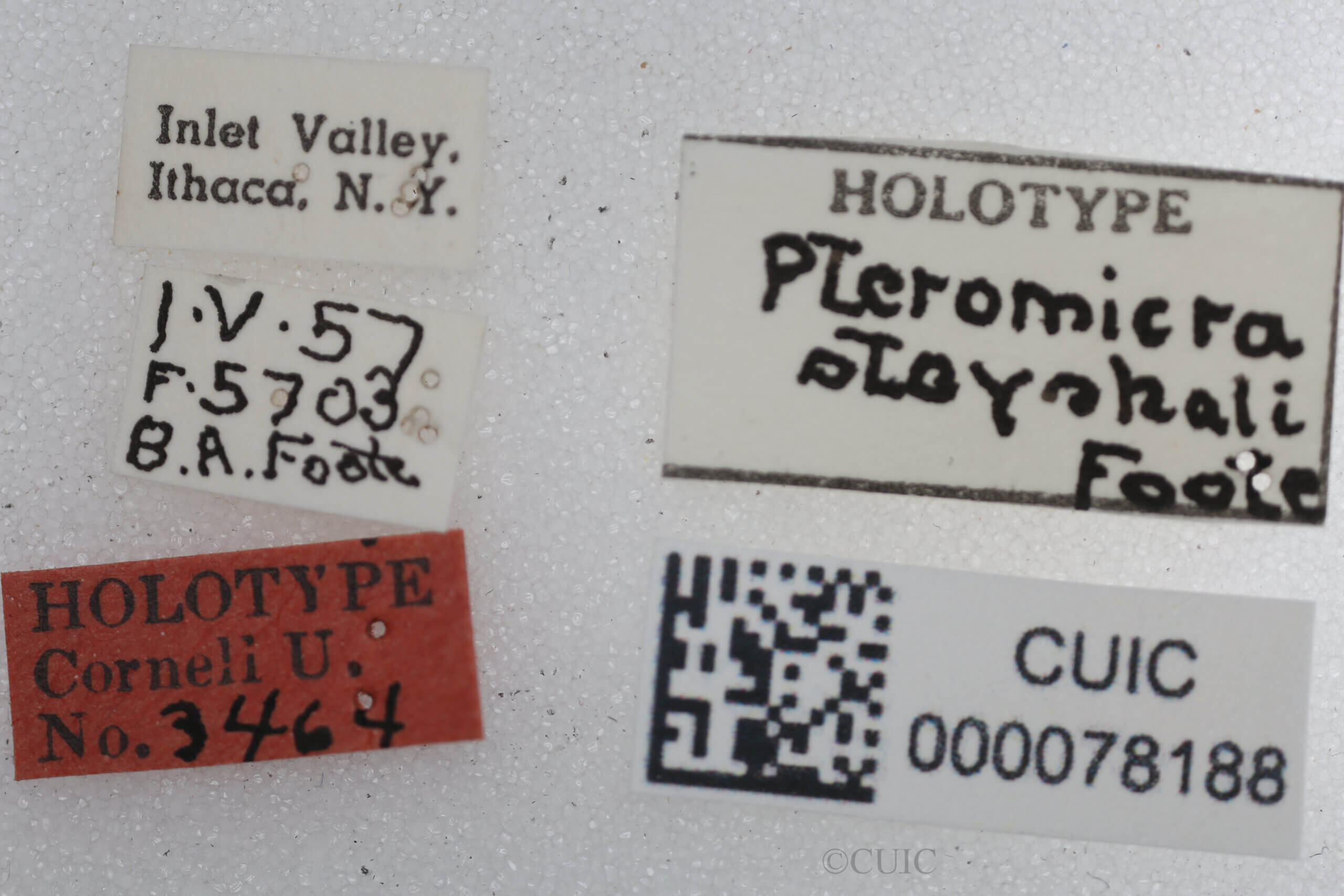 label view of adult Pteromicra steyskaliFoote, 1959