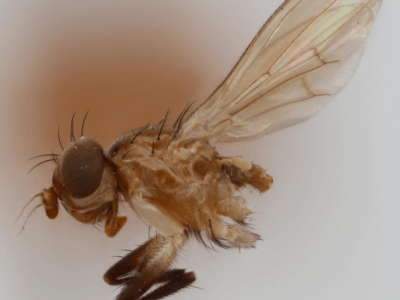 lateral view of adult Pteromicra steyskaliFoote, 1959