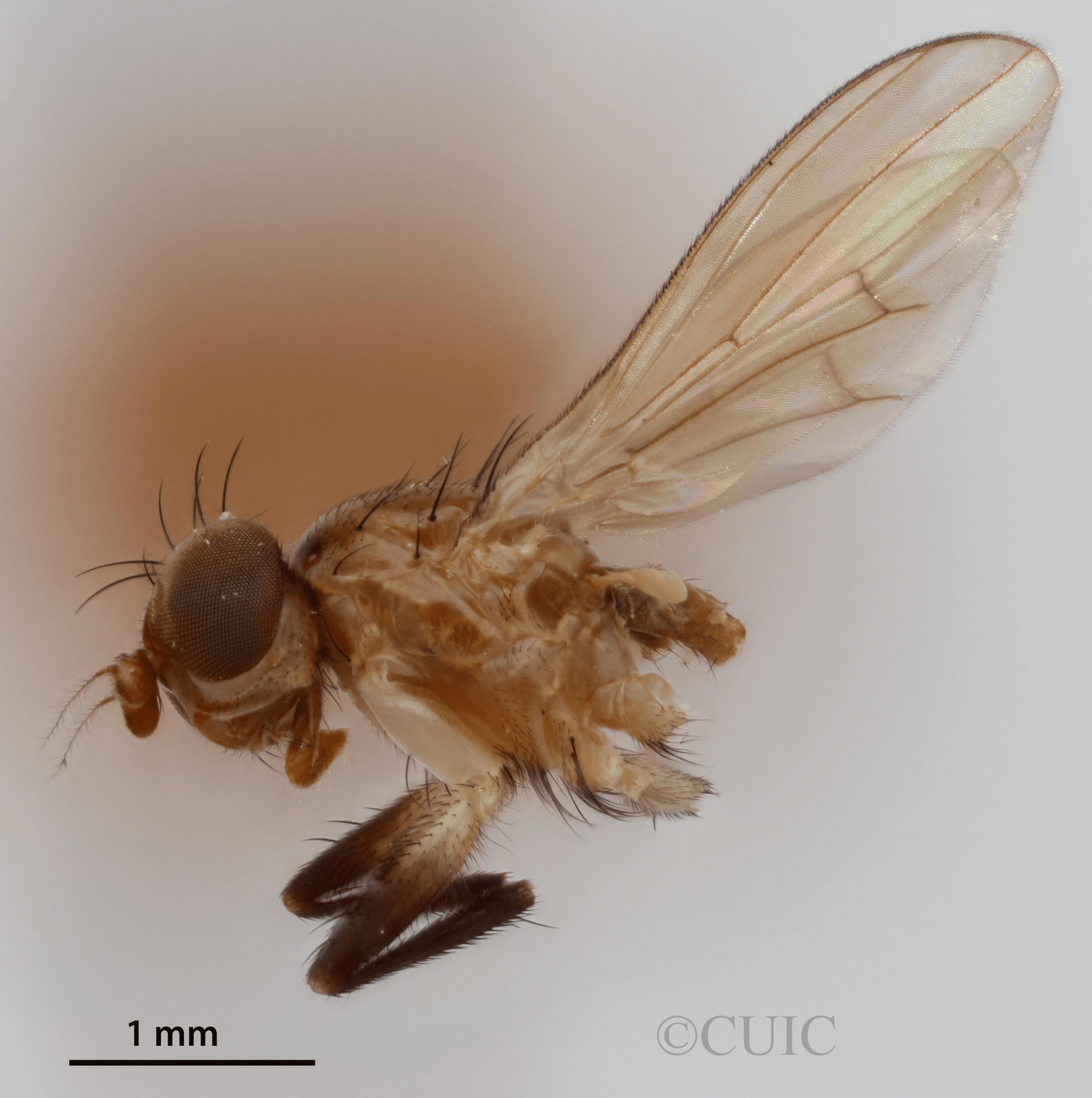 lateral view of adult Pteromicra steyskaliFoote, 1959