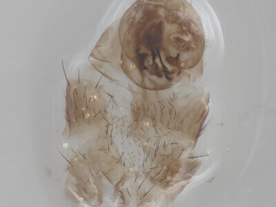 genitalia view of adult Pteromicra steyskaliFoote, 1959