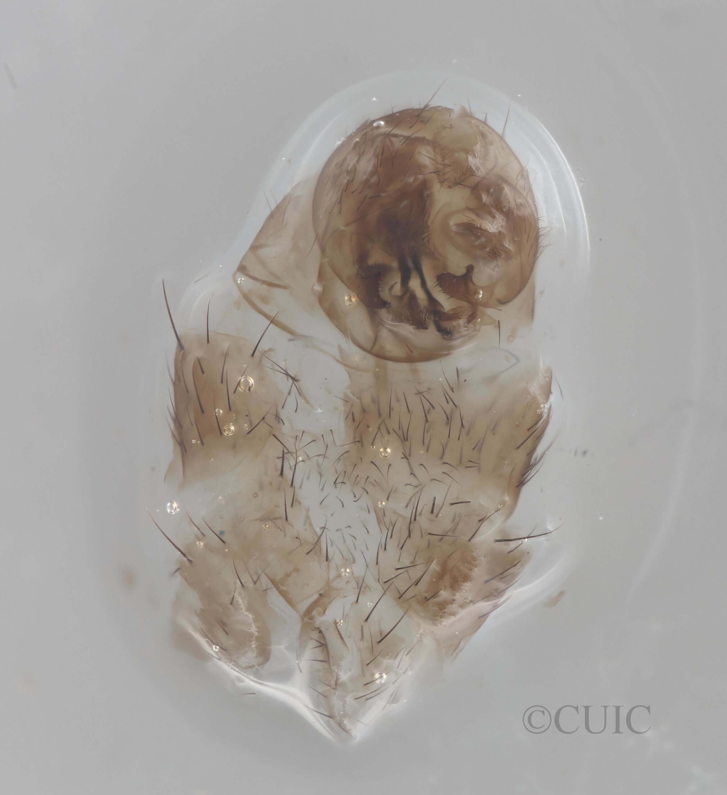 genitalia view of adult Pteromicra steyskaliFoote, 1959