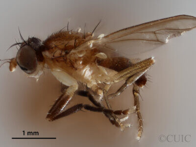 lateral view of adult Pteromicra steyskaliFoote, 1959