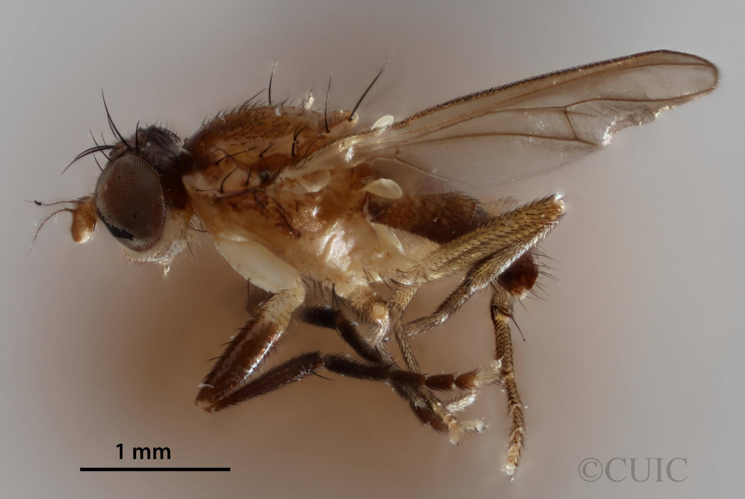 lateral view of adult Pteromicra steyskaliFoote, 1959