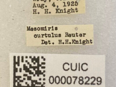 label view of adult Porpomiris curtulus (Reuter 1909)