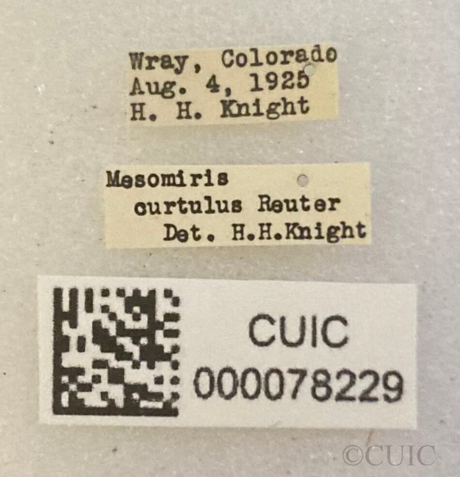 label view of adult Porpomiris curtulus (Reuter 1909)