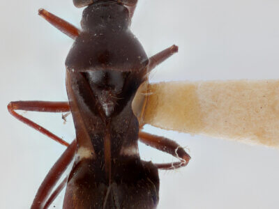 dorsal view of adult Barberiella formicoides