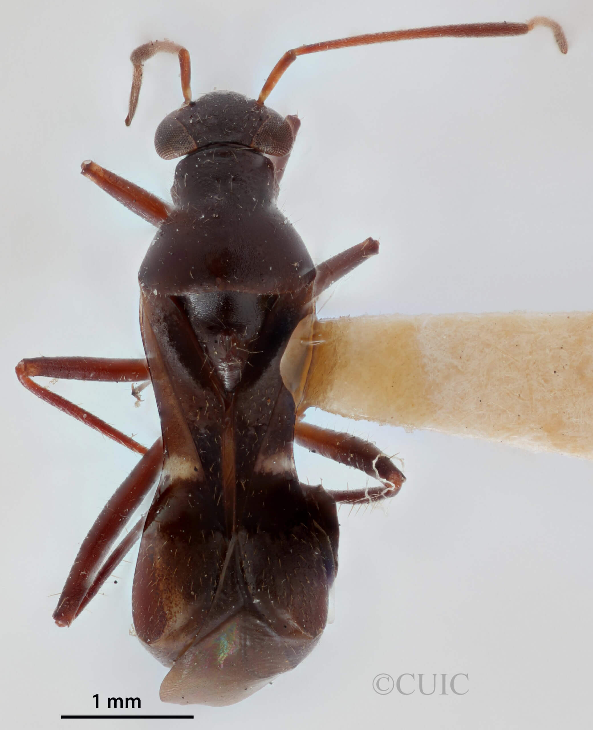 dorsal view of adult Barberiella formicoides