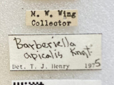 label view of adult Barberiella formicoides
