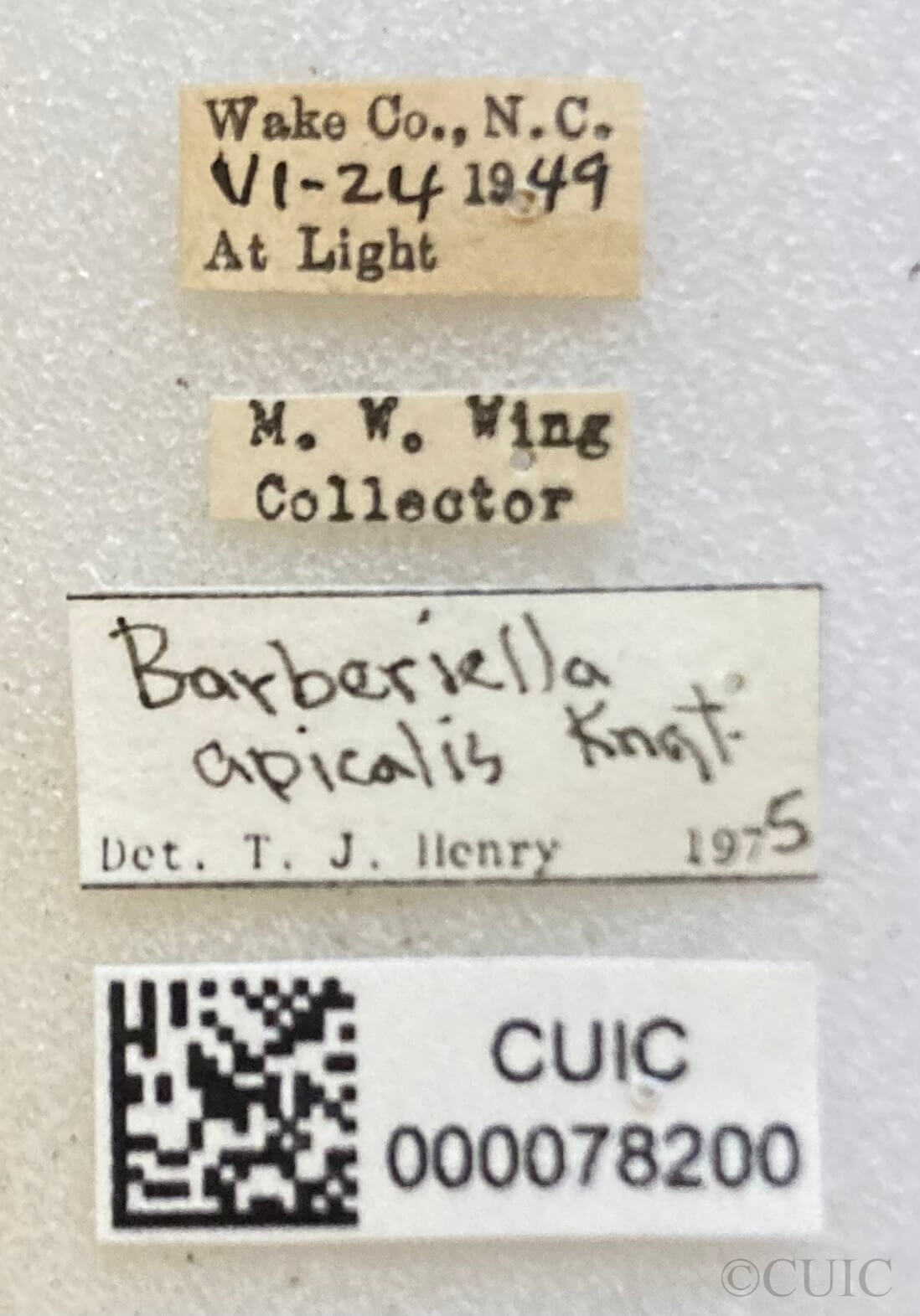 label view of adult Barberiella formicoides