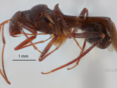 lateral view of adult Barberiella formicoides