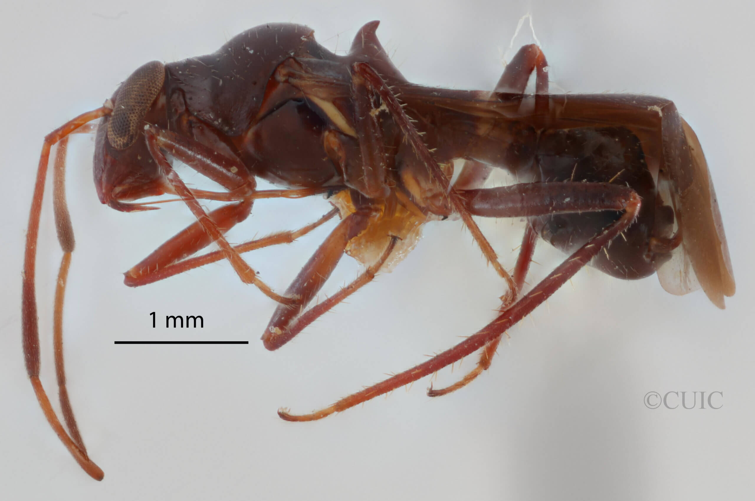 lateral view of adult Barberiella formicoides