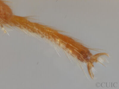 adult Monalocoris americanus