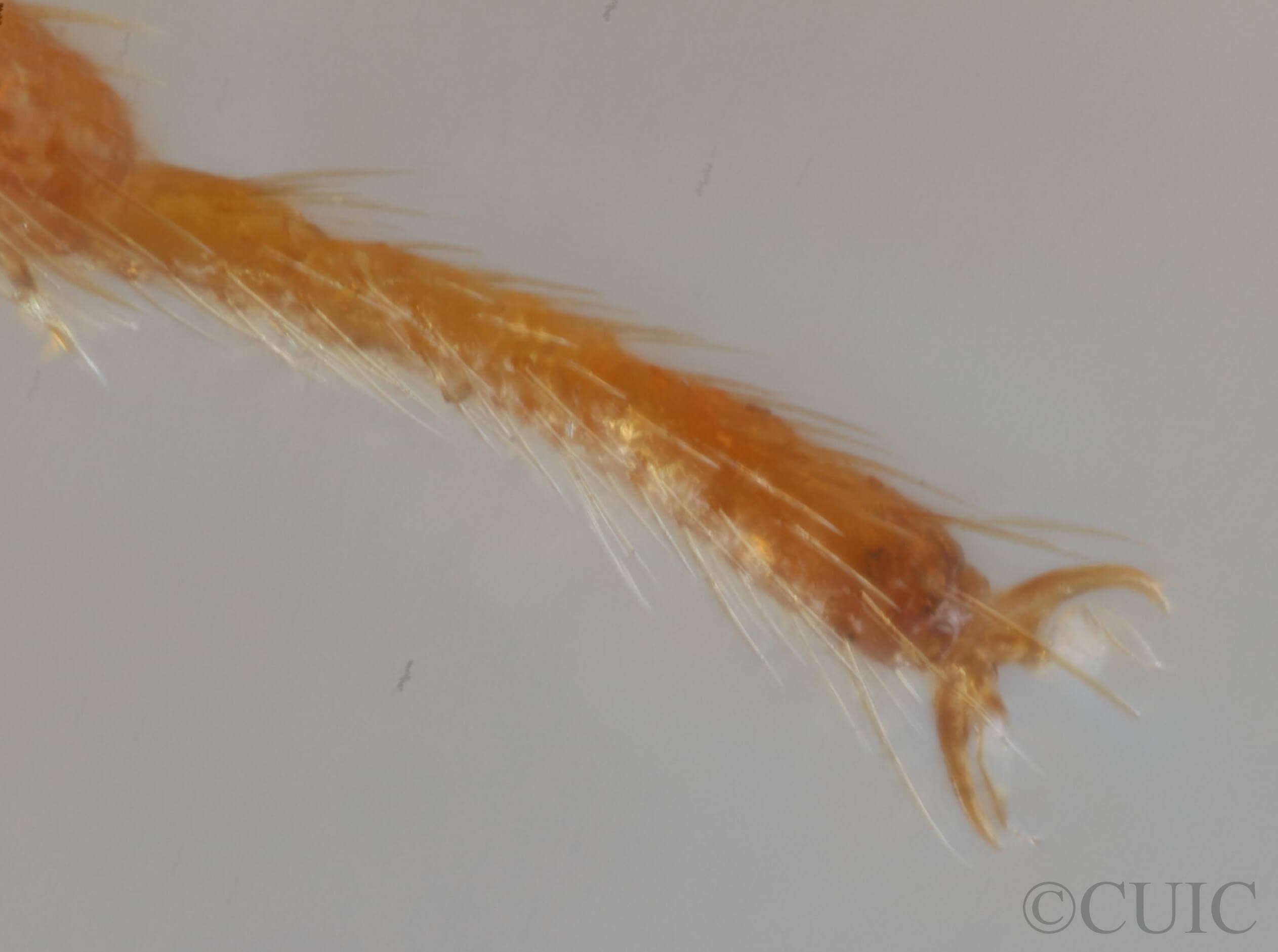 adult Monalocoris americanus