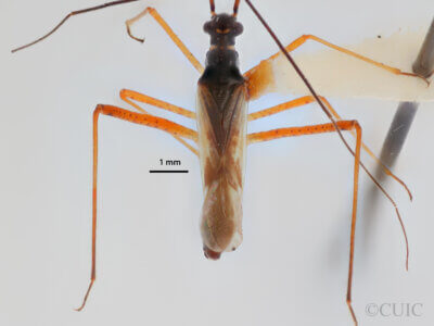 dorsal view of adult Collaria meilleurii