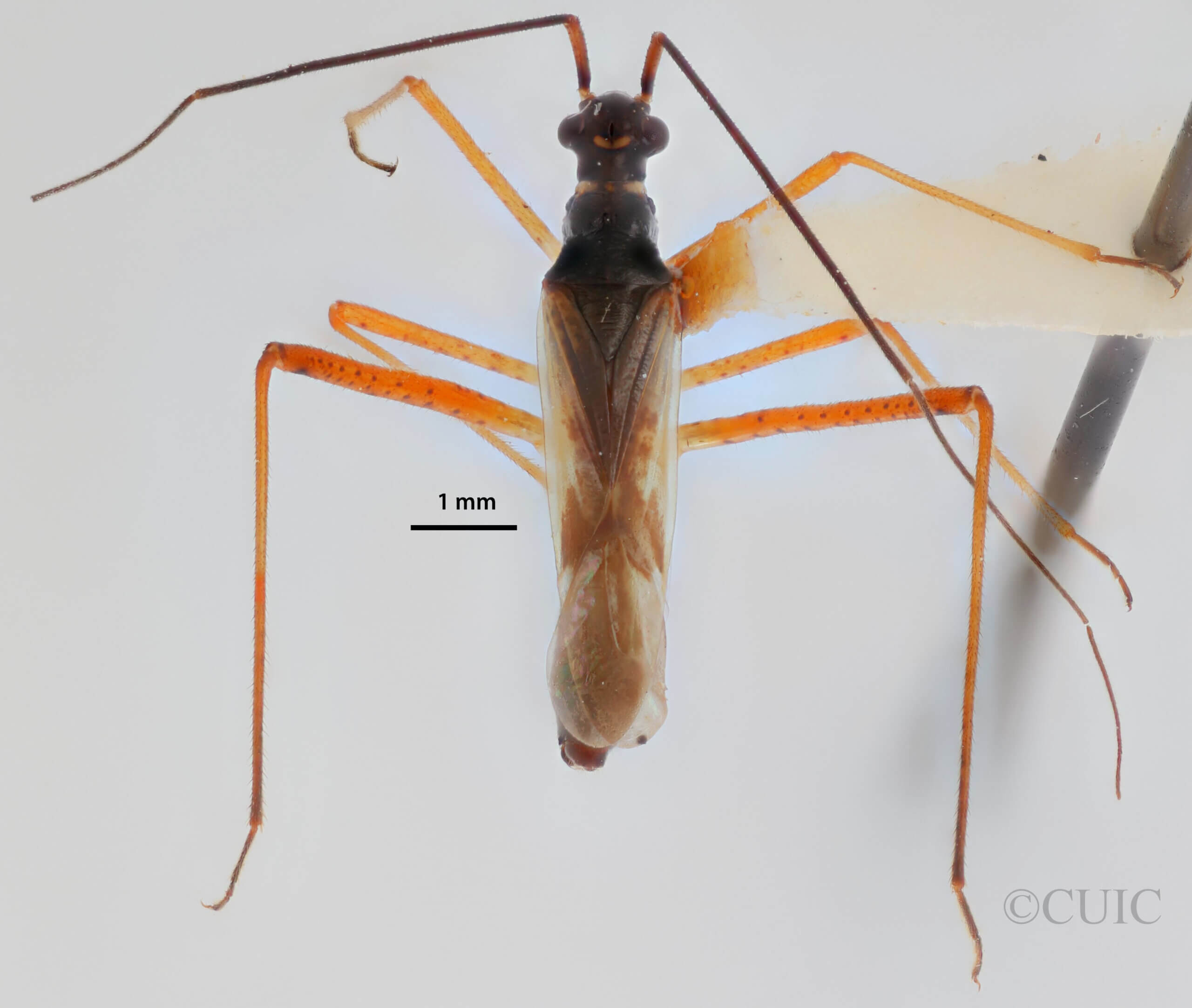 dorsal view of adult Collaria meilleurii