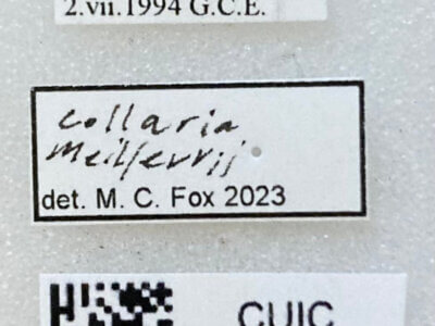 label view of adult Collaria meilleurii