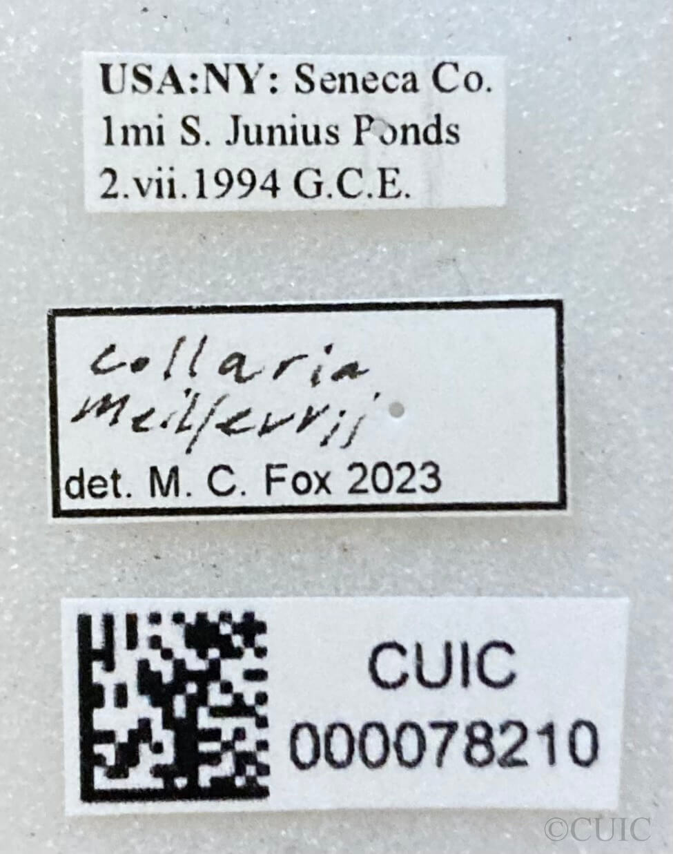 label view of adult Collaria meilleurii