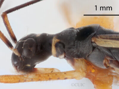 lateral view of adult Collaria meilleurii