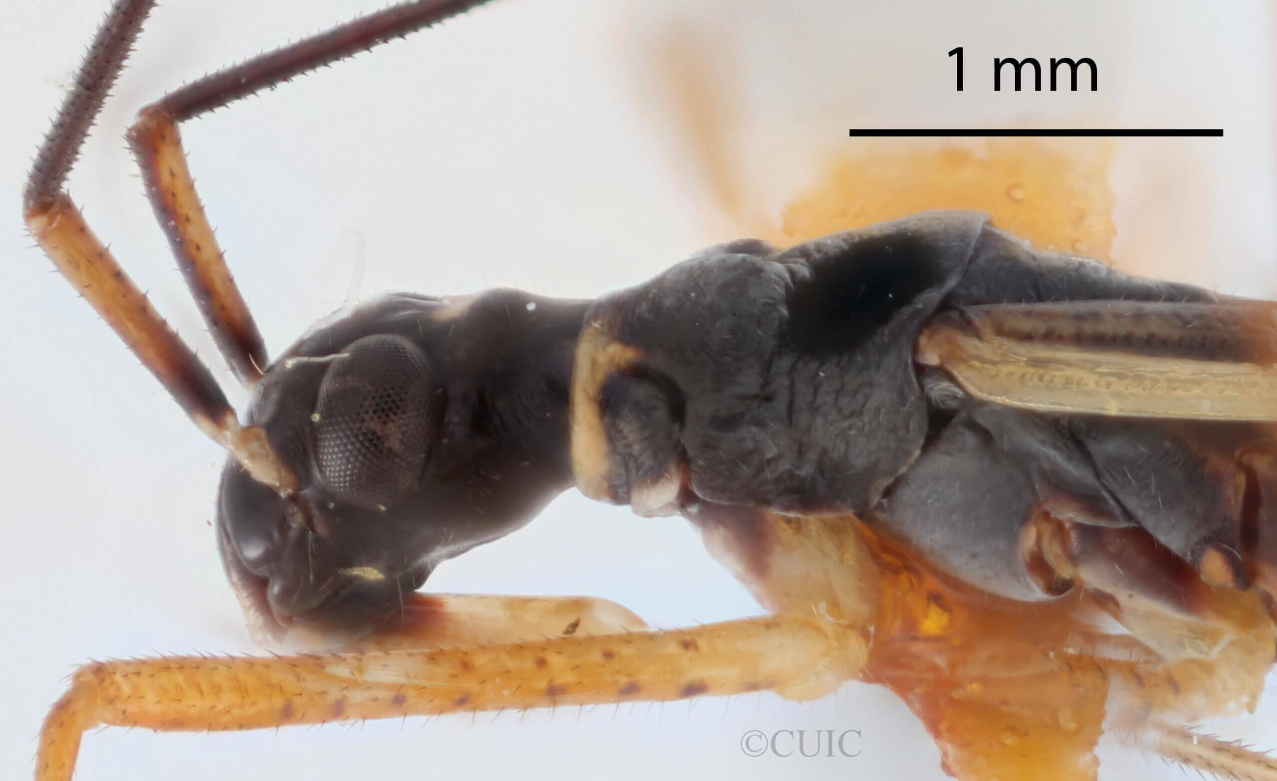 lateral view of adult Collaria meilleurii