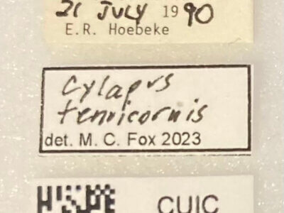 label view of adult Cylapus tenuicornis