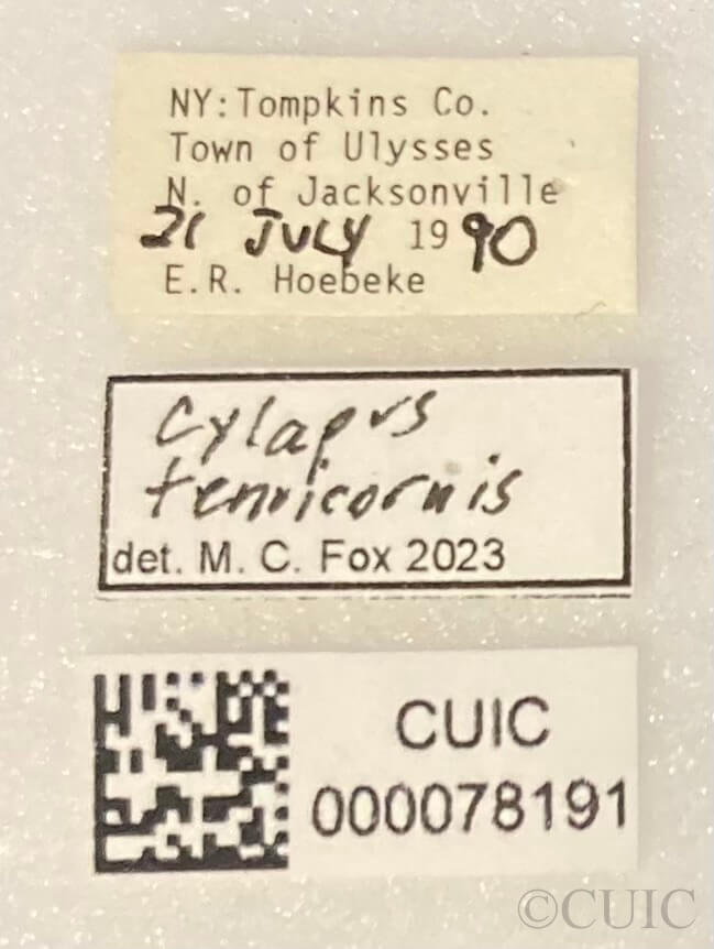 label view of adult Cylapus tenuicornis