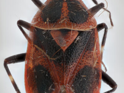 adult Deraeocoris histrio