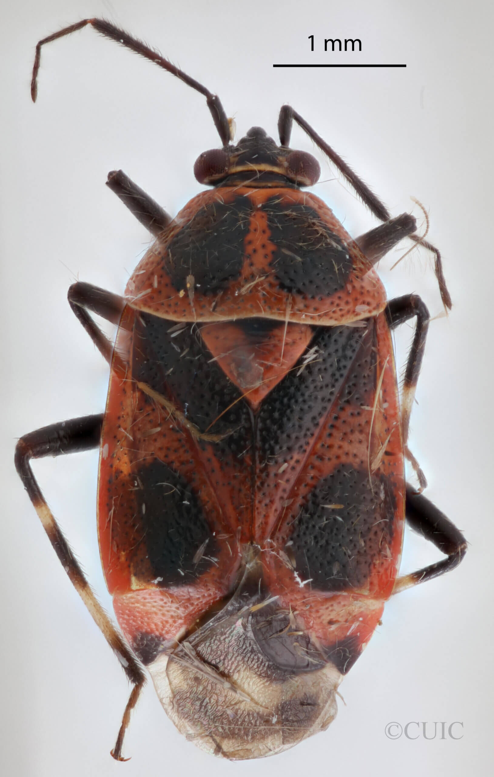adult Deraeocoris histrio