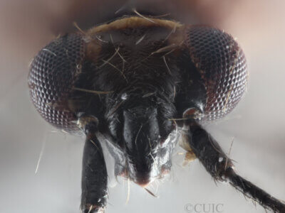 adult Deraeocoris histrio