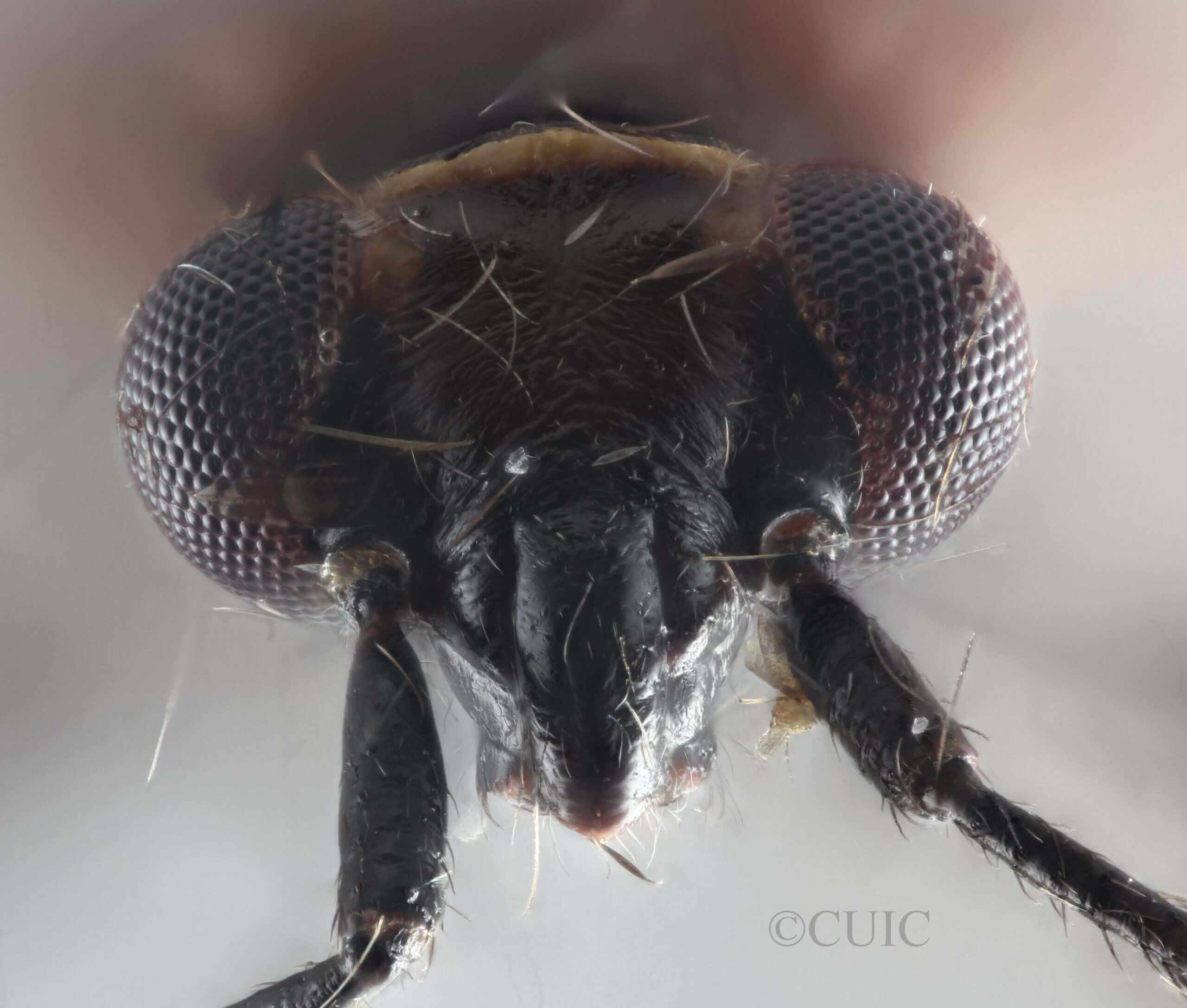 adult Deraeocoris histrio