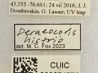 label view of adult Deraeocoris histrio