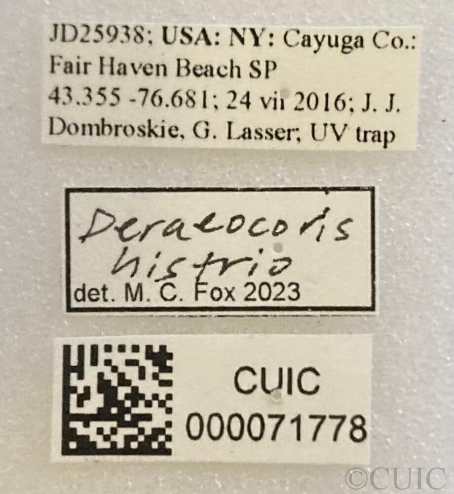 label view of adult Deraeocoris histrio