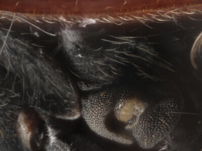 lateral view of adult Deraeocoris histrio