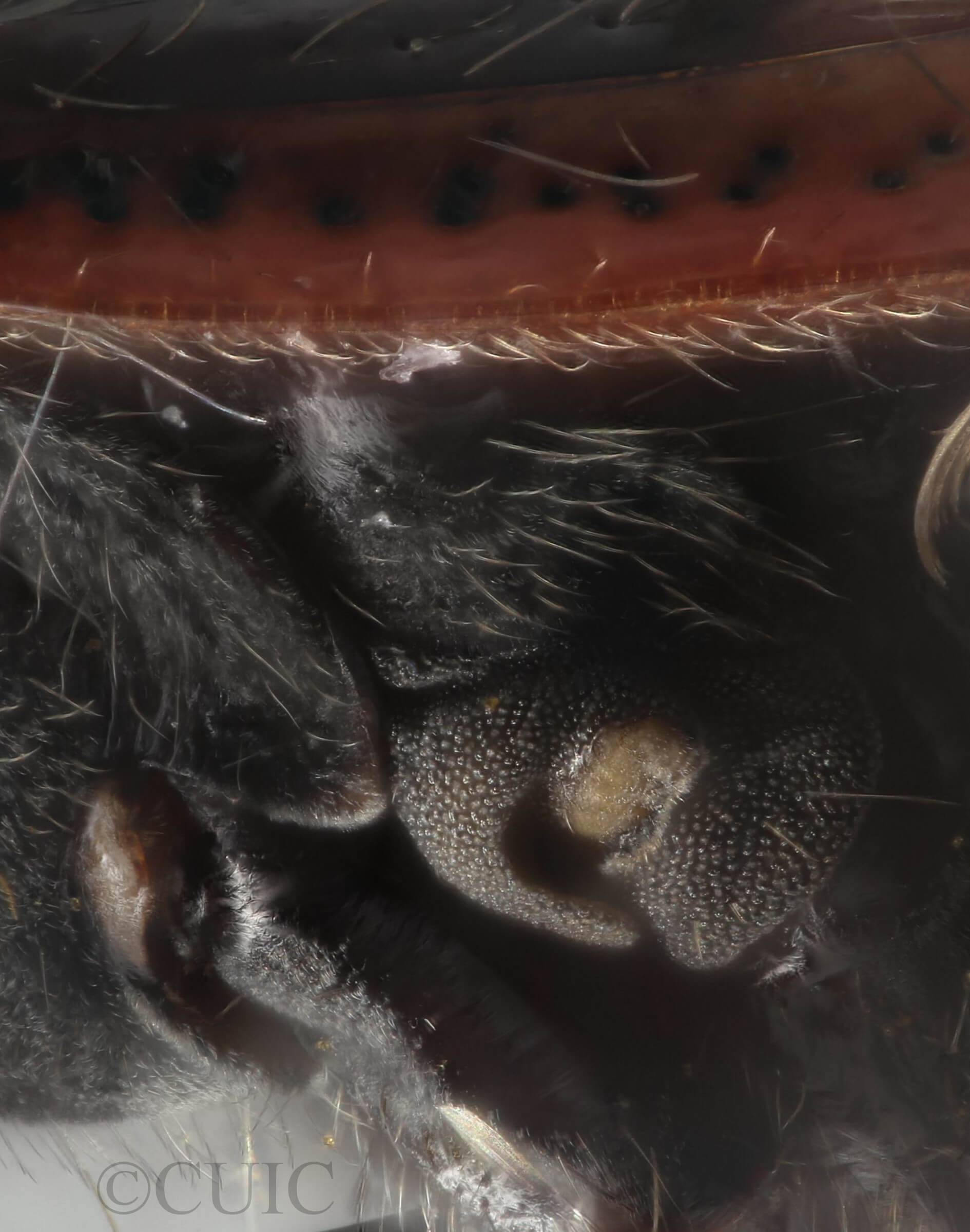 lateral view of adult Deraeocoris histrio
