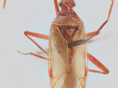 dorsal view of adult Eustictus grossus