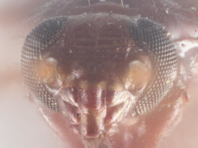 adult Eustictus grossus