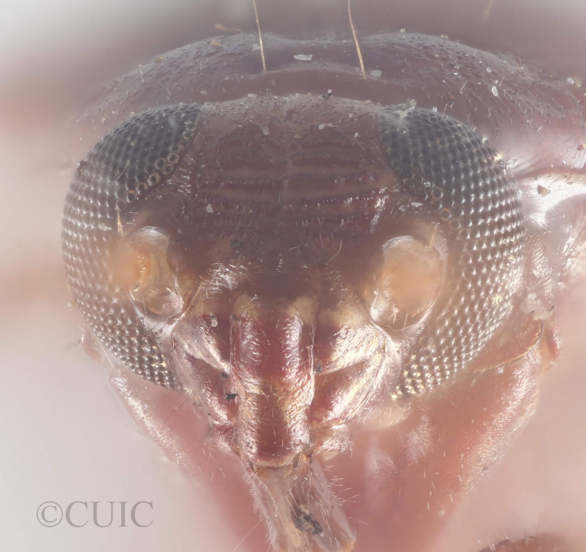 adult Eustictus grossus