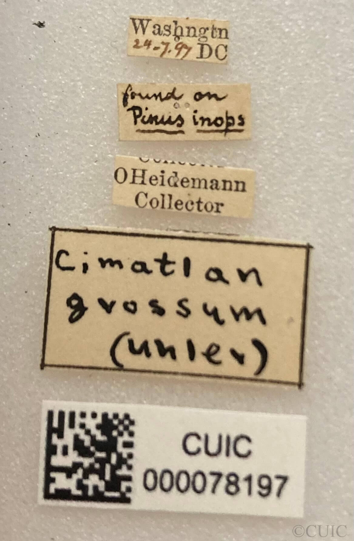 label view of adult Eustictus grossus