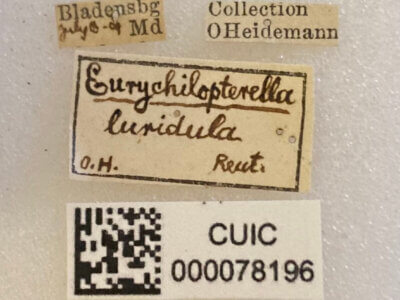 label view of adult Eurychilopterella luridula