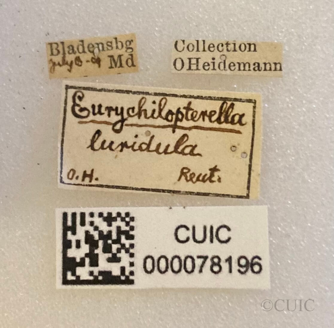 label view of adult Eurychilopterella luridula