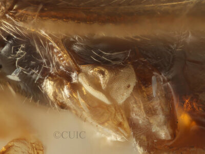 lateral view of adult Eurychilopterella luridula